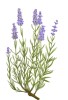 Carriere Freres "Lavender" mažų erdvių kvapas