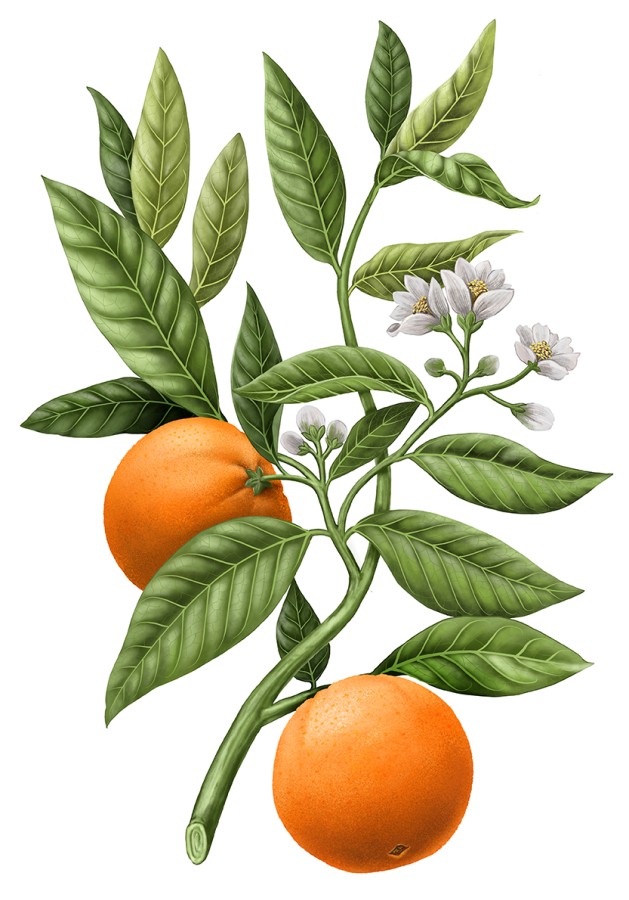 NAUJIENA ! Carriere Freres "Orange Blossom" mažų erdvių kvapas (2 vnt)